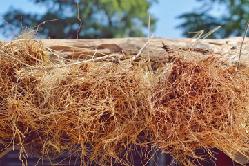 Brown dry roots of grass,dry root,plant root close up view,agriculture root of grass,