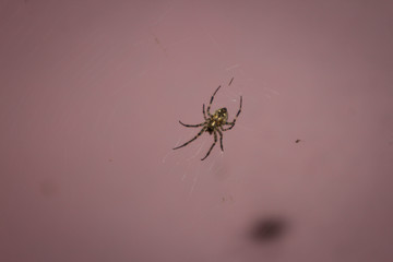 Spider web and spider in an abandoned house 