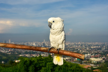white parrot on a branch
