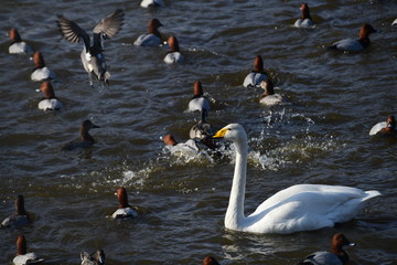 活気ある時間帯。冬の朝のオオハクチョウ、カモたち。日本、千葉県、2019年12月