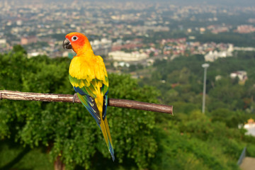 colorful parrot on a branch with town background.