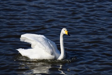 オオハクチョウの成鳥、冬の朝。日本、千葉県、2019年12月