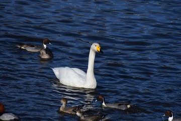 Fototapeta premium オオハクチョウの成鳥、冬の朝。日本、千葉県、2019年12月