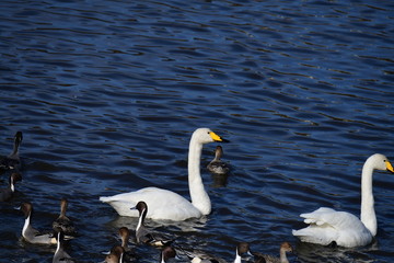 Naklejka premium オオハクチョウの成鳥、冬の朝。日本、千葉県、2019年12月