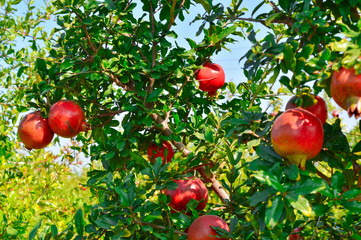 pomegranate fruits Cultivation of India ,anar  garden view,pomegranate fruits close up view,red pomegranate fruits on indian farm,