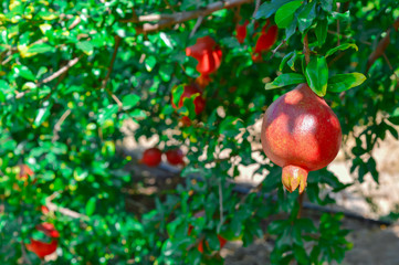 Pomegranate in a seaside town.Ripe pomegranate fruit on tree branch,Ripening pomegranates with pomegranate flowers in garden.