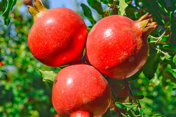 healthy pomegranate fruits close up view,three pomegranate  on trees branch,red pomegranate fruits agriculture