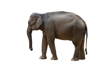 Obraz premium The Asian elephant stan on the ground with isolated background