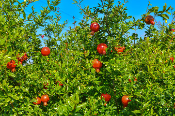 pomegranate fruits garden,pomegranate fruits close up view,agriculture of  pomegranate,colorful pomegranate fruits