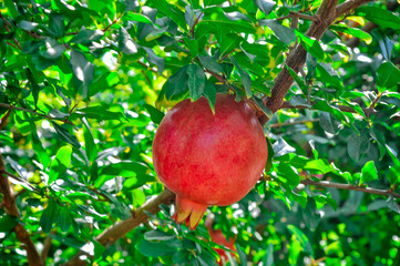 Blooming red pomegranate hanging on a tree, among green leaves, against the blue sky. Juicy Pomegranate on a green tree. Ripe pomegranate grows on a tree...