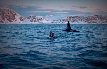 Happy diver greetings and swimming with orca killer whale in sunset norway fjord on watere