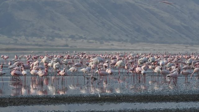Colony of Flamingos on the Natron lake. Lesser Flamingo Scientific name: Phoenicoparrus minor. Tanzania, Africa 4k