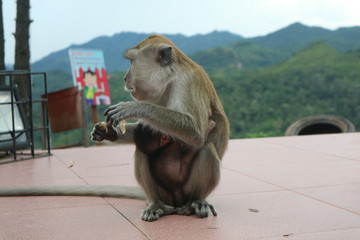 monkey