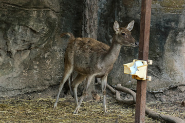 Deer giving birth to her child in the zoo.