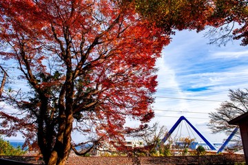 高崎山の紅葉