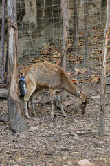 Deer giving birth to her child in the zoo.