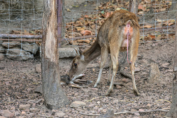 Deer giving birth to her child in the zoo.