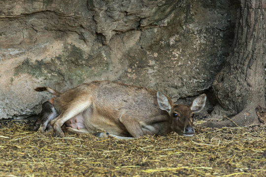 Deer giving birth to her child in the zoo.