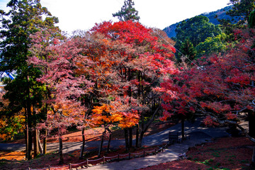 高崎山の紅葉