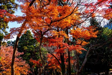 高崎山の紅葉