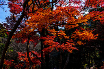 高崎山の紅葉