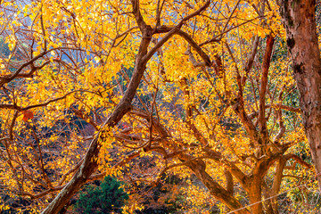 高崎山の紅葉