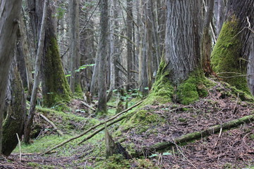 Champi wood