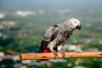 African Grey Parrot on brunch.