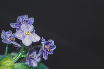 Photo of blooming violet flower
