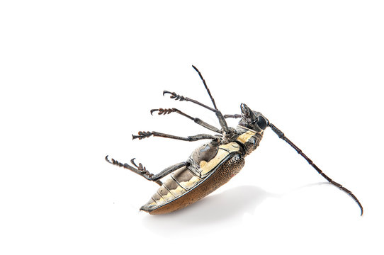 Tree borer (Batocera rufomaculata) isolated on a white background