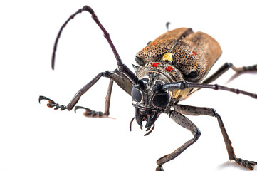 Tree borer (Batocera rufomaculata) isolated on a white background