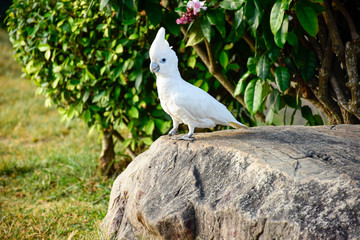 white parrot on the rock.