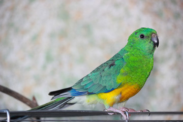 Fototapeta na wymiar colorful australian singing parrot very rare bird