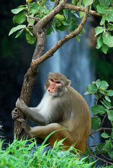 Rhesus macaque (Macaca) or Monkey sitting on a tree in front of waterfall