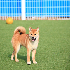 Happy puppies in a private playground