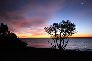 Fototapeta na wymiar Tree during sunrise at the sea
