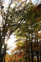 林と日差し