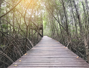 Wooden walkway and tree tunnel in mangrove forest with sun light