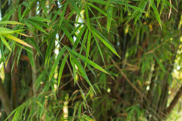 leaf bamboo garden background.