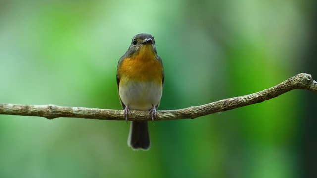 Indochinese Blue Flycatcher, Cyornis sumatrensis; this female Flycatcher looks to the right and then attempst to fly away as it is obviously frightened by another bird.
