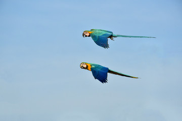 blue and yellow macaw