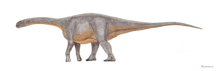 恐竜　ロエトサウルス。オーストラリア東部のジュラ紀中期の地層から発見された。竜脚類として特殊な体型に進化することなく、カマラサウルスのようなずんぐりした体形の竜脚類。特徴を表す尾の先端や頭骨は発見されておらず、イラストはカマラサウルスの頭骨を参考に再現した。 © Mineo