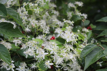 color among the white