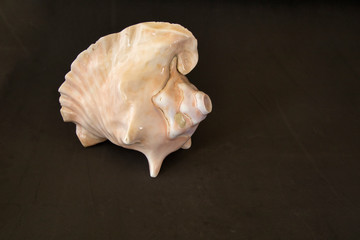 Prehispanic instrument of Mexico, Caracol Azteca