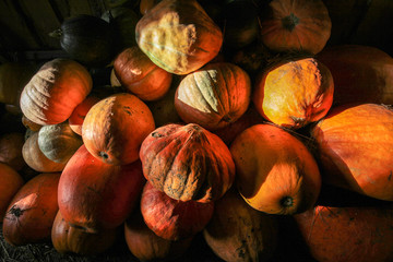 Rich harvest pumpkin farming
