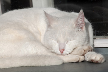 Fototapeta na wymiar A very white cat basks in the sun