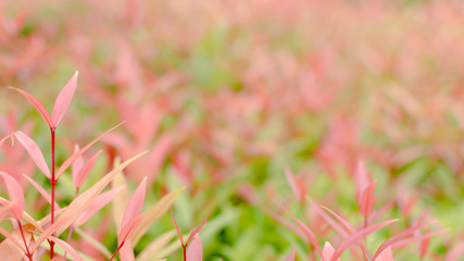 Close up nature view of beautiful fresh green and red leaf in the morning with sun light and copy space on spring season in park using as background or wallpaper. 