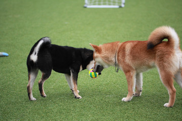 Happy puppies in a private playground