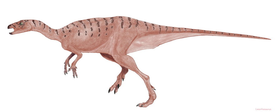 恐竜　レソトサウルス　南アフリカのレソトのジュラ紀前期の地層から発見された骨格から想像したイラスト。鳥盤目の恐竜としては口に頬袋がないなど非常に原始的特徴があり、真の鳥脚類からは外されている。ヨロイ竜や剣竜をまとめた装盾類の初期形態であるとも言われる。1メートルほどのすばしっこい肉食系の恐竜。歯は小さく前方は釘状で後方は木の葉の形で植物食のような歯をしていた。