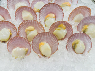 Scallop shell on freezing on ice in supermarket.
